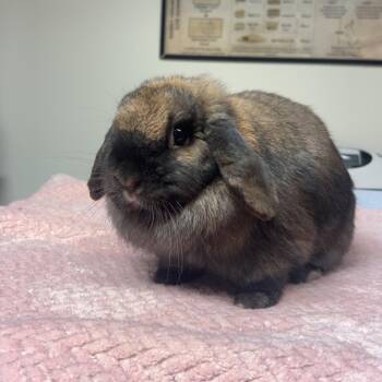 Tiana -  Holland Lop Rabbit for Adoption in Gansevoort, New York - Tiana | PetCurious
