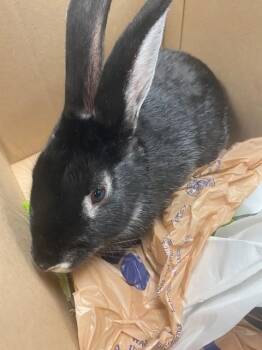 HOPS MCGEE -  Bunny Rabbit Rabbit for Adoption in Fort Wayne, Indiana - HOPS MCGEE | PetCurious
