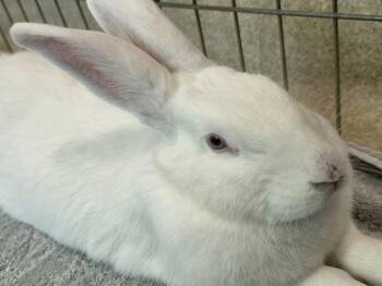 Dr. Pepper -  Bunny Rabbit Rabbit for Adoption in Santa Rosa, California - Dr. Pepper | PetCurious