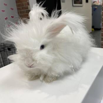 Angora Rabbit Rabbits Available for Adoption - Snips | PetCurious