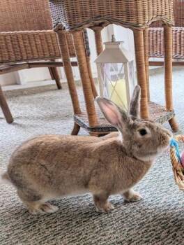 Rescue Palomino and New Zealand Rabbits for Adoption in Ankeny, Iowa - Hugo | PetCurious