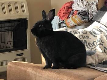 Rescue American Rabbits for Adoption in Huntsville, Alabama - Galaxy - Courtesy Rehoming Listing | PetCurious