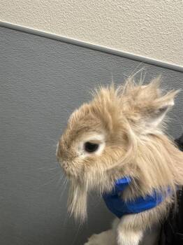 Bunny Rabbit Rabbits Available for Adoption in Las Vegas, Nevada - MOCHI | PetCurious