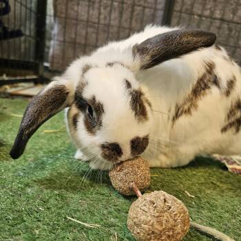 Bella -  Mini Lop Rabbit for Adoption in Conway, South Carolina - Bella | PetCurious