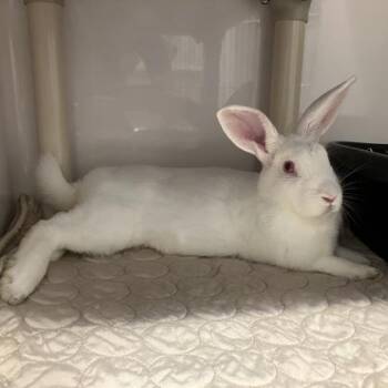 Luke -  New Zealand Rabbit for Adoption in Hilliard, Ohio - Luke | PetCurious