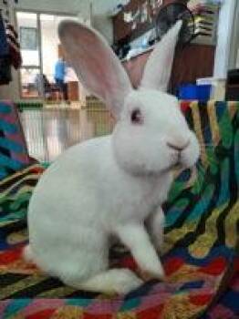Sugar -  American Rabbit for Adoption in Chambersburg, Pennsylvania - Sugar | PetCurious
