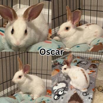 Rescue American and English Spot Rabbits for Adoption in Ripon, California - Oscar | PetCurious