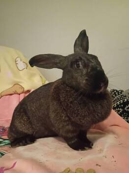 Dr Fluffnerbunny -  New Zealand Rabbit for Adoption in Saint Charles, Missouri - Dr Fluffnerbunny | PetCurious
