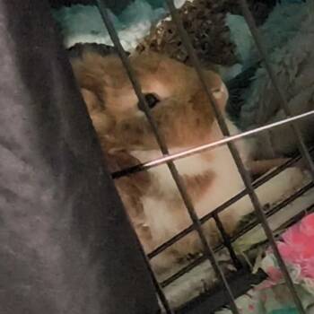 Pastizz "Pasta" -  Bunny Rabbit Rabbit for Adoption in West Olive, Michigan - Pastizz "Pasta" | PetCurious