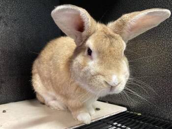 Bunny Rabbit Rabbits Available for Adoption in Tustin, California - EEPHUS | PetCurious