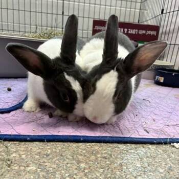 Matcha (Bonded) -  Dutch Rabbit for Adoption in Wheaton, Illinois - Matcha (Bonded) | PetCurious