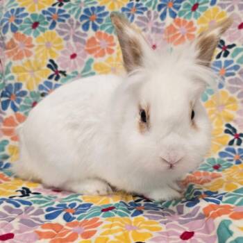 Bambie -  Lionhead Rabbit for Adoption in Evansville, Indiana - Bambie | PetCurious
