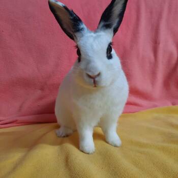 Lola -  Hotot Rabbit for Adoption in Montclair, California - Lola | PetCurious