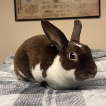 Mini Rex Rabbits Available for Adoption in Gansevoort, New York - Chester2 | PetCurious