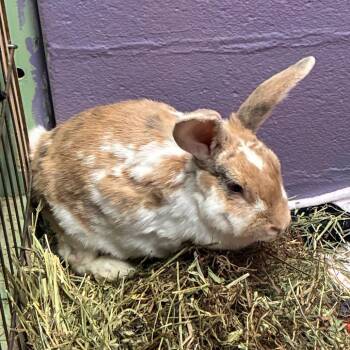 Peachy -  Rex and Bunny Rabbit Rabbit for Adoption in Providence, Rhode Island - Peachy | PetCurious
