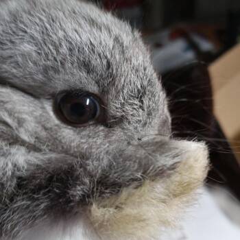 Bunny Rabbit Rabbits Available for Adoption in Modesto, California - Sprout | PetCurious