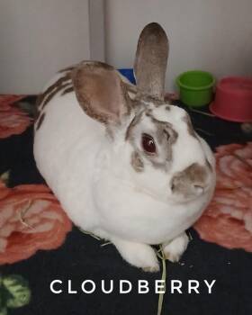 Mini Rex Rabbits Available for Adoption in Chicago, Illinois - Cloudberry | PetCurious