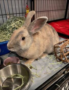 Ellie -  Harlequin Rabbit Available for Adoption in Philadelphia, Pennsylvania - Ellie | PetCurious