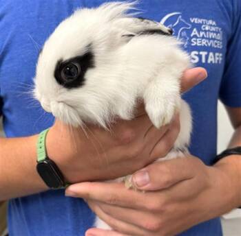 Bunny Rabbit Rabbits Available for Adoption in Camarillo, California - A879350 | PetCurious