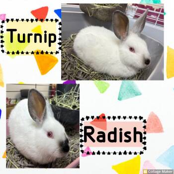 Turnip and Radish -  Californian Rabbit Available for Adoption in Clearfield, Pennsylvania - Turnip And Radish | PetCurious