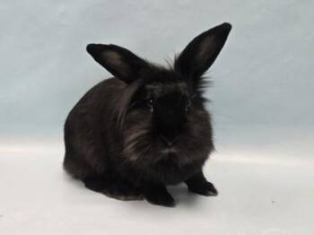 Nedritas -  Lionhead and Bunny Rabbit Rabbit for Adoption in Woodbury, Minnesota - Nedritas | PetCurious