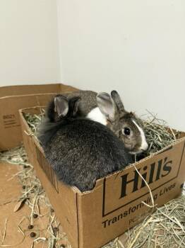 Lionhead and Dutch Rabbits Available for Adoption - Chives And Thyme | PetCurious