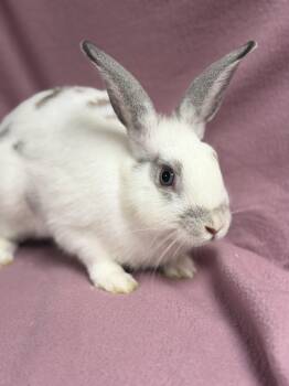 Gomez -  English Spot Rabbit for Adoption in Edinburg, Pennsylvania - Gomez | PetCurious