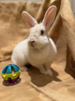 Rescue Bunny Rabbit Rabbits for Adoption in Rancho Cordova, California - Kiwi | PetCurious