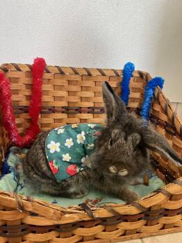 Tuilp -  Lionhead Rabbit for Adoption in Upper Sandusky, Ohio - Tuilp | PetCurious