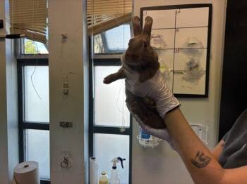 North Carolina -  Bunny Rabbit Rabbit for Adoption - North Carolina | PetCurious