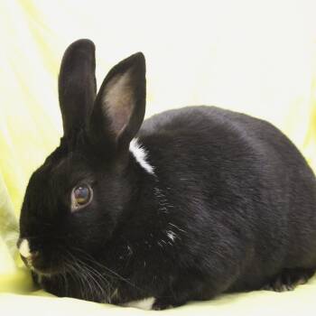 American Rabbits Available for Adoption - Fennel | PetCurious