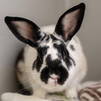 Scooby -  English Spot Rabbit for Adoption in Kennesaw, Georgia - Scooby | PetCurious
