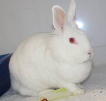 Lionhead Rabbits Available for Adoption in Medfield, Massachusetts - Snowbell | PetCurious