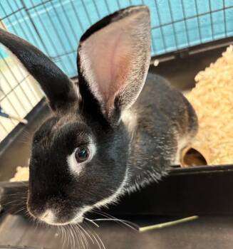 Bunny Rabbit Rabbits Available for Adoption in Frankfort, Kentucky - Bambi | PetCurious