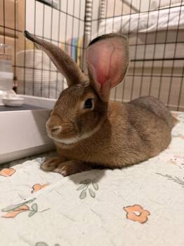 Drip -  Chinchilla Rabbit Available for Adoption in Wekiwa Springs, Florida - Drip | PetCurious