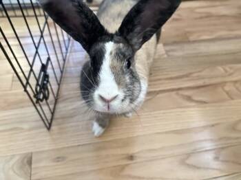 Rescue Harlequin Rabbits for Adoption in Pasco, Washington - Olive | PetCurious
