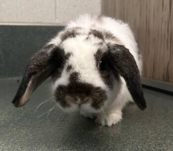 American and Lop Eared Rabbits Available for Adoption - Raven (& Dallas) | PetCurious