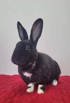 Mini Rex Rabbits Available for Adoption in Delson, Quebec - Dumbo | PetCurious