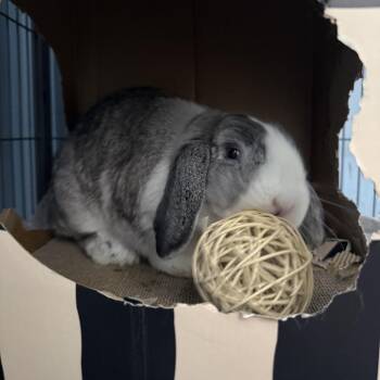 Garlic Knot -  Holland Lop Rabbit for Adoption in Patchogue, New York - Garlic Knot | PetCurious