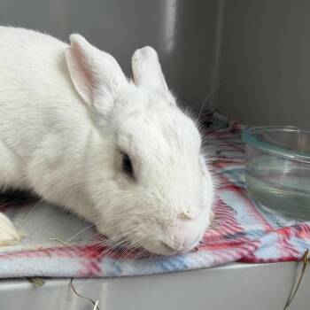 Genevieve -  American Rabbit for Adoption in Kennesaw, Georgia - Genevieve | PetCurious