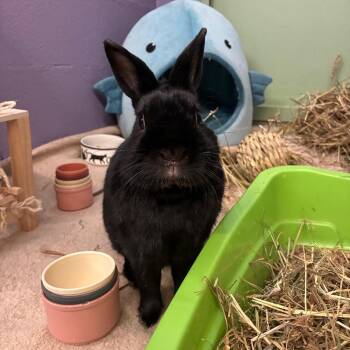 Netherland Dwarf and Bunny Rabbit Rabbits Available for Adoption - Biscuits | PetCurious