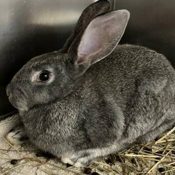 New Zealand Rabbits Available for Adoption in Grand Rapids, Michigan - Hazel | PetCurious