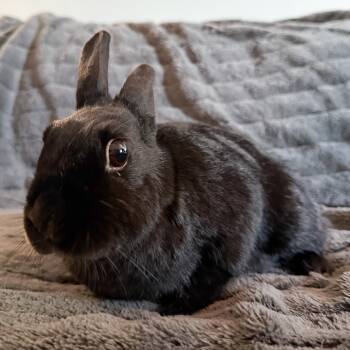 Arya -  Bunny Rabbit Rabbit for Adoption in Cambridge, Ontario - Arya | PetCurious