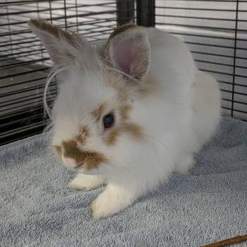 Doolittle -  Hotot Rabbit for Adoption in Syracuse, New York - Doolittle | PetCurious