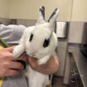 Blueberry Crumble -  Bunny Rabbit Rabbit for Adoption in Chicago, Illinois - Blueberry Crumble | PetCurious