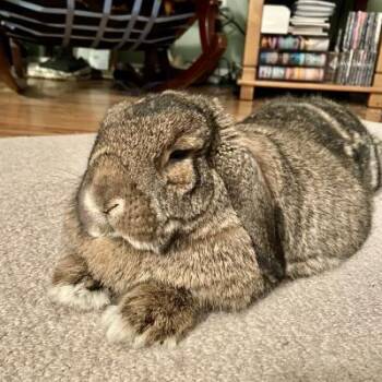 Mr. Herbert -  Mini Lop Rabbit for Adoption in Kalamazoo, Michigan - Mr. Herbert | PetCurious