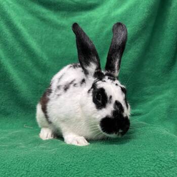 Mel -  English Spot Rabbit for Adoption in Oak Park, Illinois - Mel | PetCurious