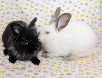 Godiva & Doodlebug -  Lionhead and Himalayan Rabbit for Adoption in Lake Elsinore, California - Godiva & Doodlebug | PetCurious