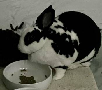 Rescue Mini Rex Rabbits for Adoption in Columbia, Maryland - Bella* | PetCurious