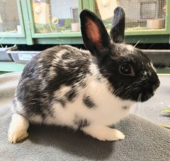 Rescue Dwarf Rabbits for Adoption in Dallas, Pennsylvania - Flow | PetCurious